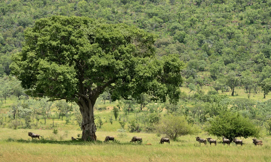 africa_photo_safari-south_africa