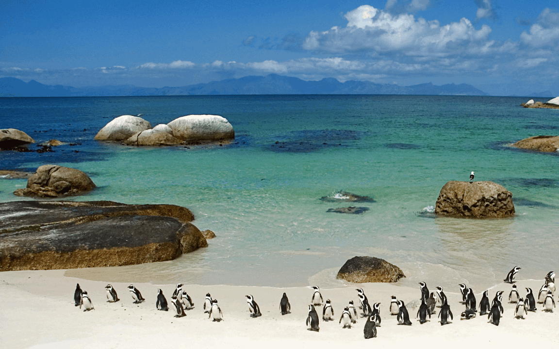 africa_photo_safari-south_africa