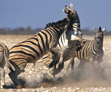 africa_photo_safari-africa_photo_safari-namibia