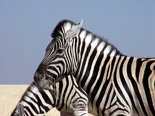 africa_photo_safari-africa_photo_safari-namibia