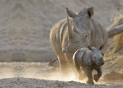 africa_photo_safari-africa_photo_safari-namibia