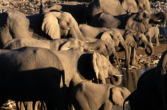 africa_photo_safari-africa_photo_safari-namibia