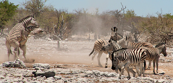 africa_photo_safari-africa_photo_safari-namibia
