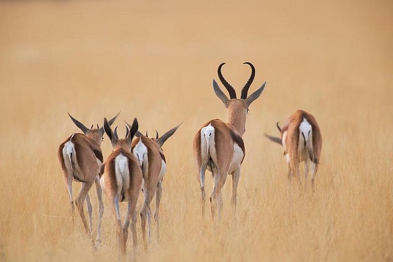 africa_photo_safari-africa_photo_safari-namibia