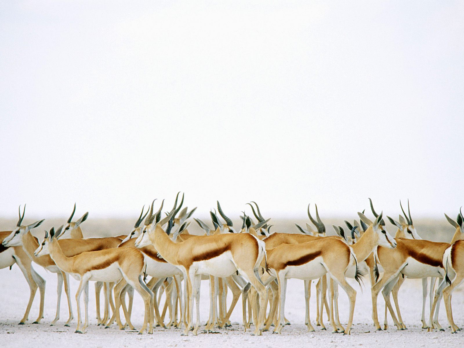africa_photo_safari-africa_photo_safari-namibia