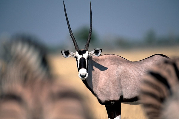 africa_photo_safari-africa_photo_safari-namibia