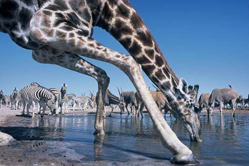 africa_photo_safari-africa_photo_safari-namibia