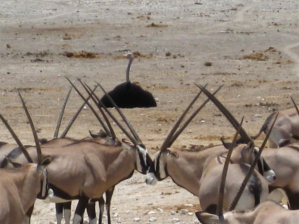 africa_photo_safari-africa_photo_safari-namibia