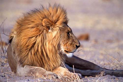 africa_photo_safari-africa_photo_safari-namibia