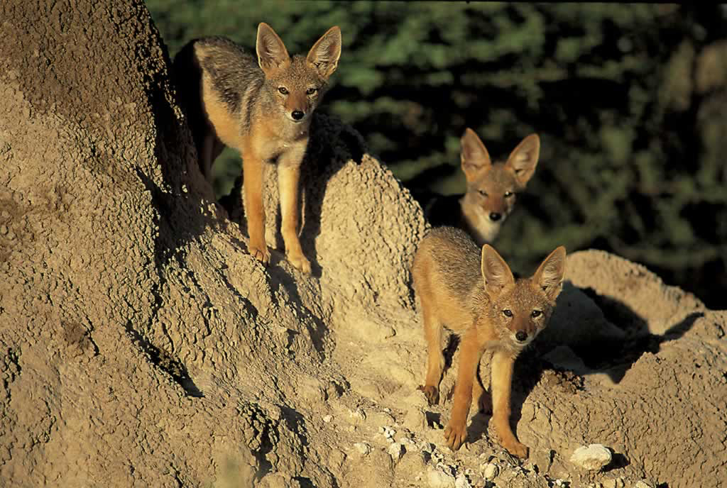 africa_photo_safari-africa_photo_safari-namibia