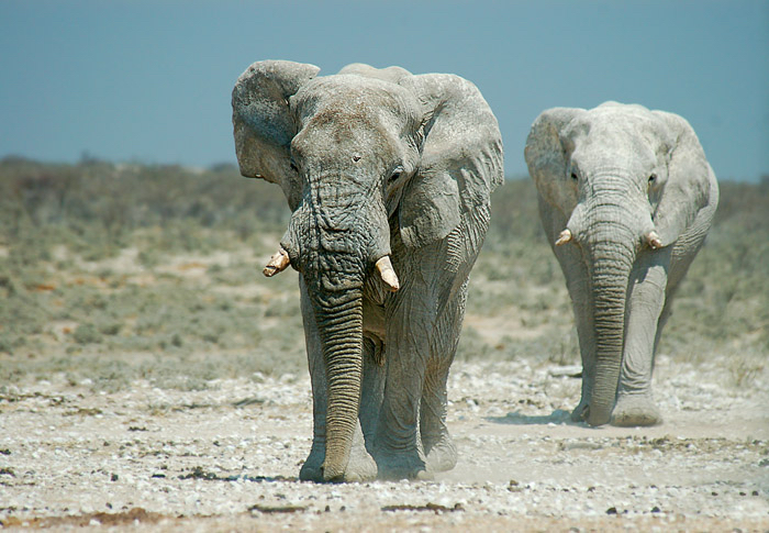 africa_photo_safari-africa_photo_safari-namibia