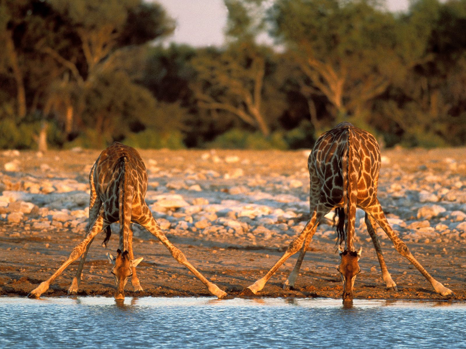 africa_photo_safari-africa_photo_safari-namibia