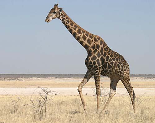 africa_photo_safari-africa_photo_safari-namibia