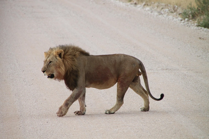 africa_photo_safari-africa_photo_safari-namibia