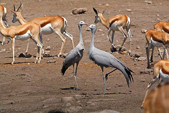 africa_photo_safari-africa_photo_safari-namibia