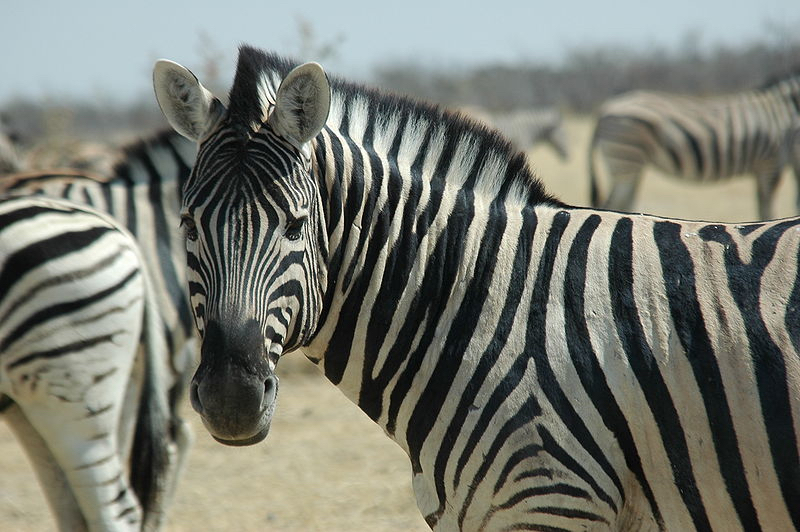 africa_photo_safari-africa_photo_safari-namibia