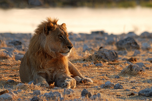 africa_photo_safari-africa_photo_safari-namibia