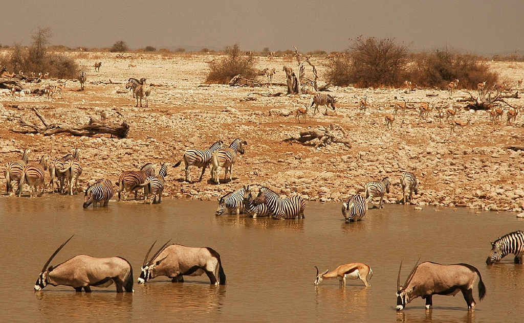 africa_photo_safari-africa_photo_safari-namibia