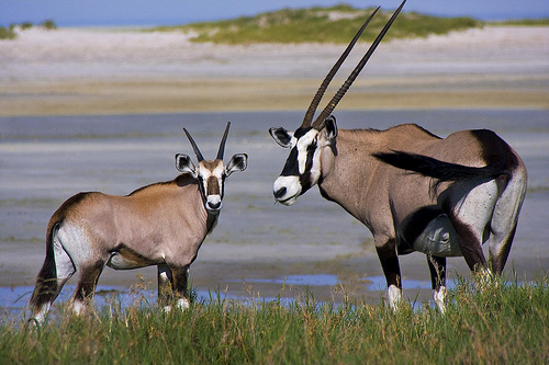 africa_photo_safari-africa_photo_safari-namibia
