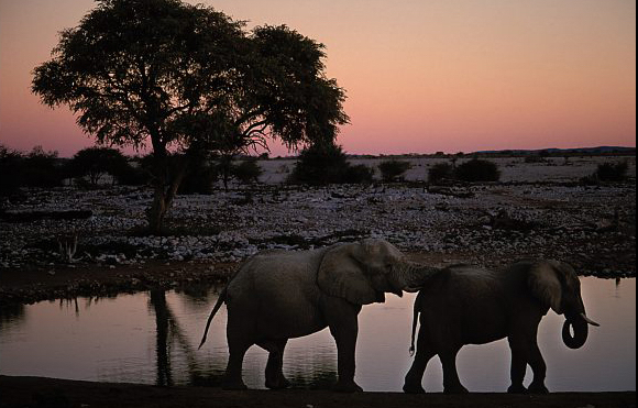 africa_photo_safari-africa_photo_safari-namibia