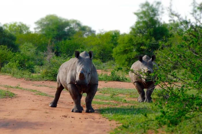 africa_photo_safari-south_africa