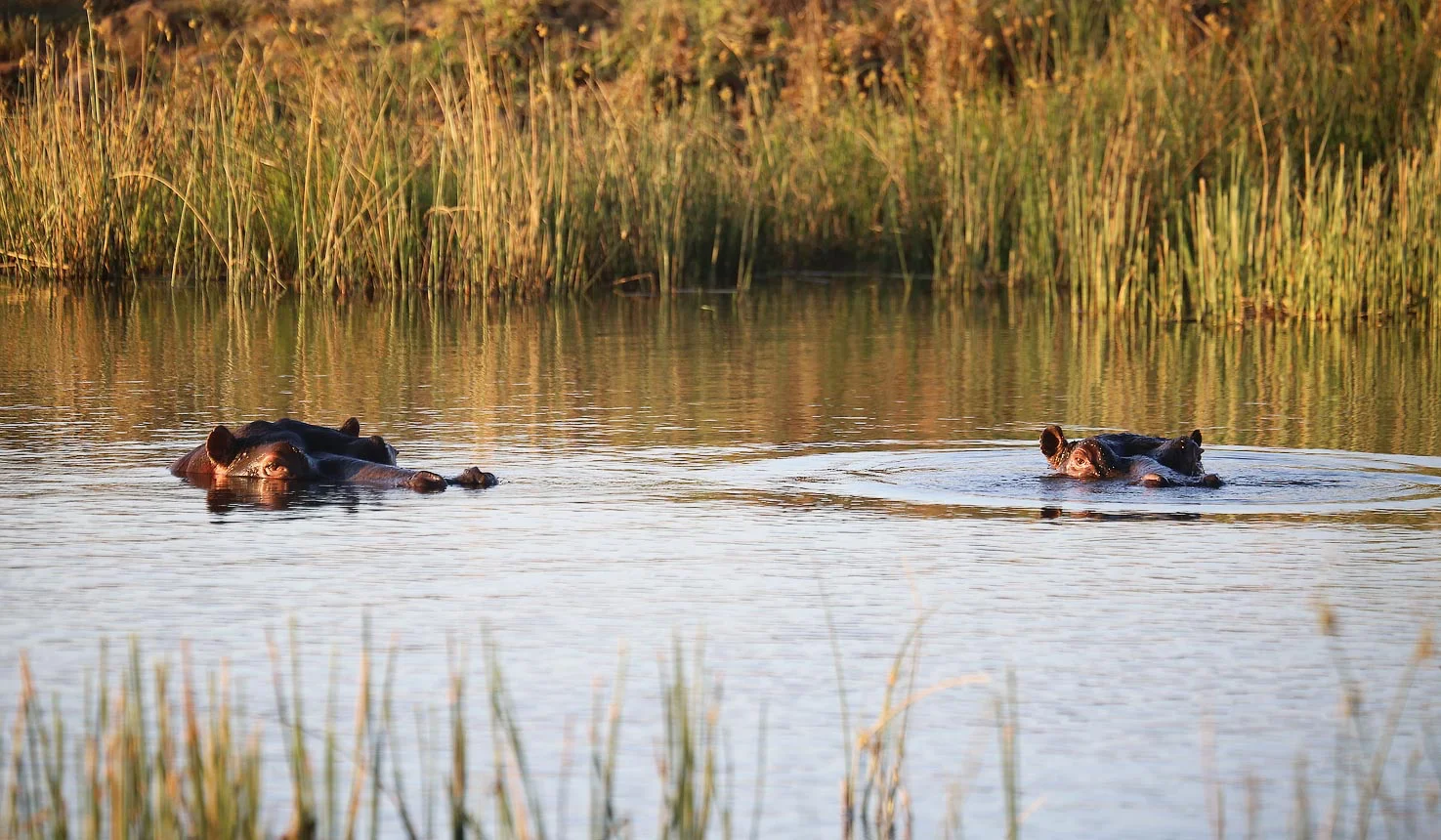 africa_photo_safari-south_africa