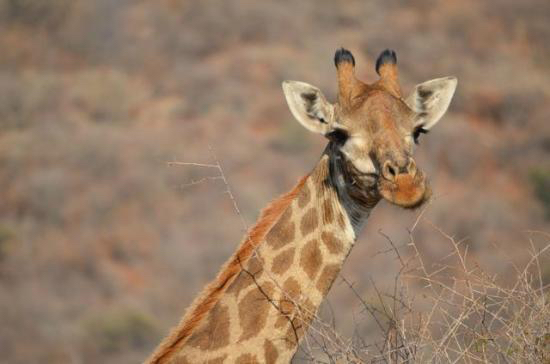 Africa photographic safari Madikwe