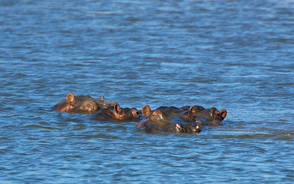africa_photo_safari-africa_photo_safari-namibia