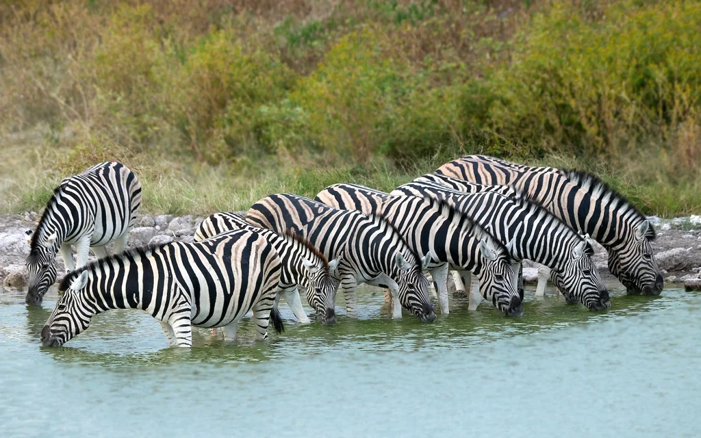 africa_photo_safari-africa_photo_safari-namibia