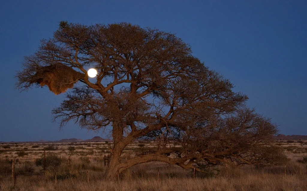 africa_photo_safari-africa_photo_safari-namibia