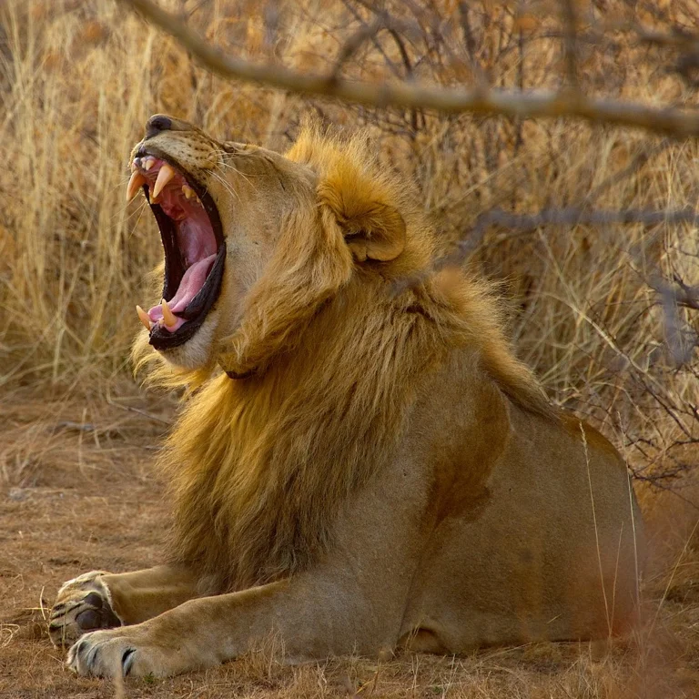 africa_photo_safari-africa_photo_safari-namibia