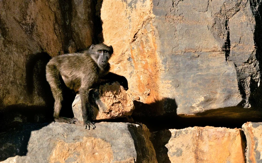 africa_photo_safari-africa_photo_safari-namibia
