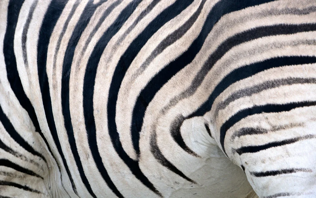 africa_photo_safari-africa_photo_safari-namibia