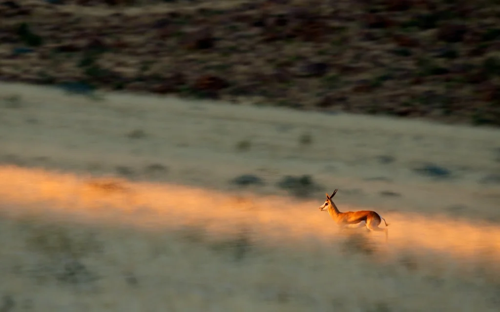 africa_photo_safari-africa_photo_safari-namibia