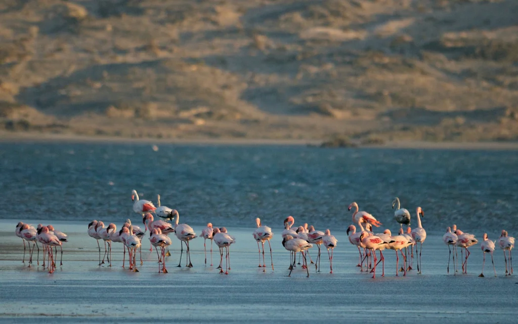 africa_photo_safari-africa_photo_safari-namibia