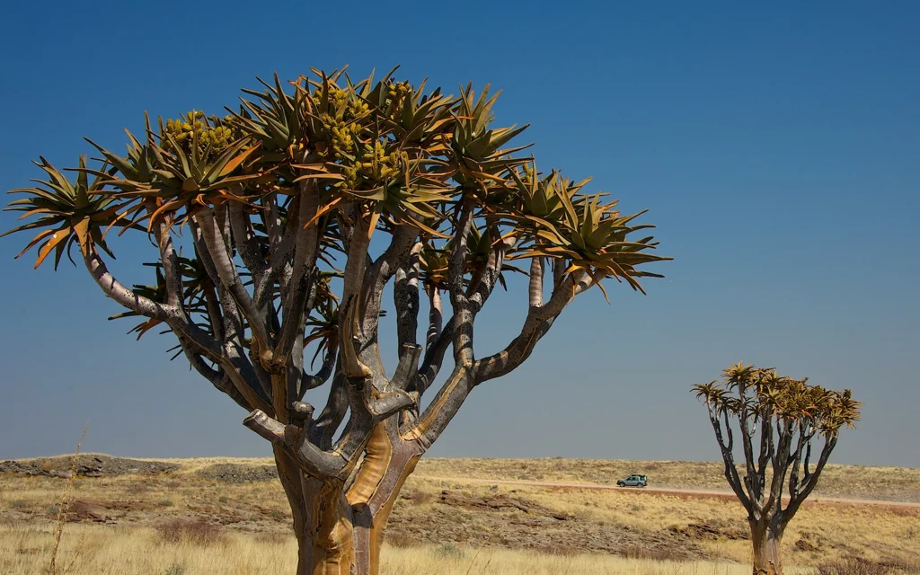 africa_photo_safari-africa_photo_safari-namibia