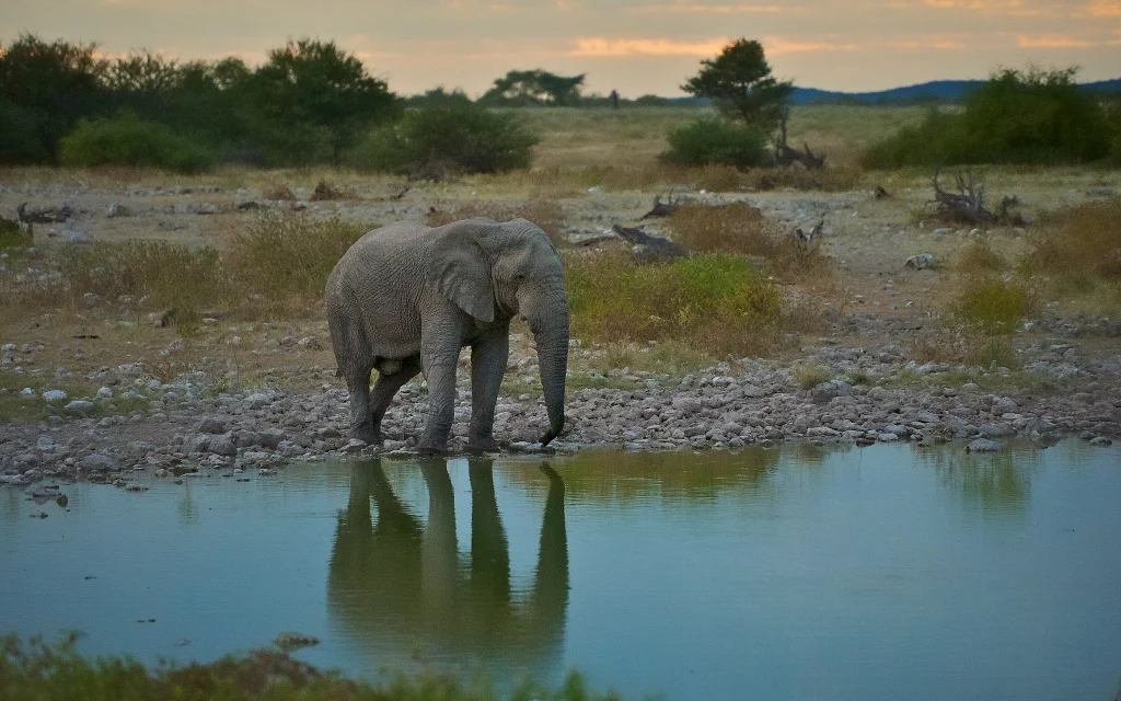 africa_photo_safari-africa_photo_safari-namibia