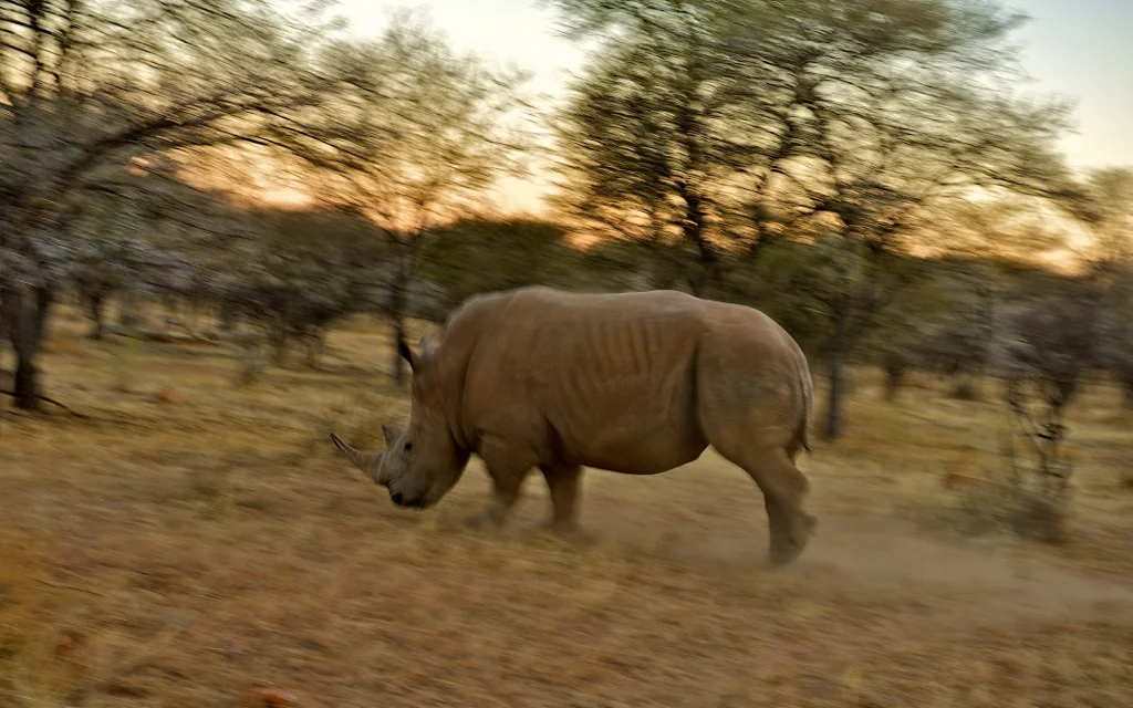 africa_photo_safari-africa_photo_safari-namibia