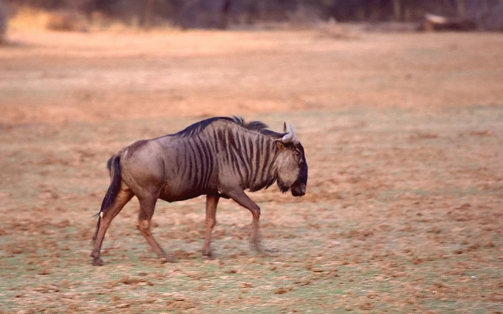 Africa_Photographic_Namibia__76.jpg