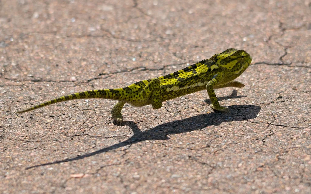 Africa_Photographic_Namibia__79.jpg