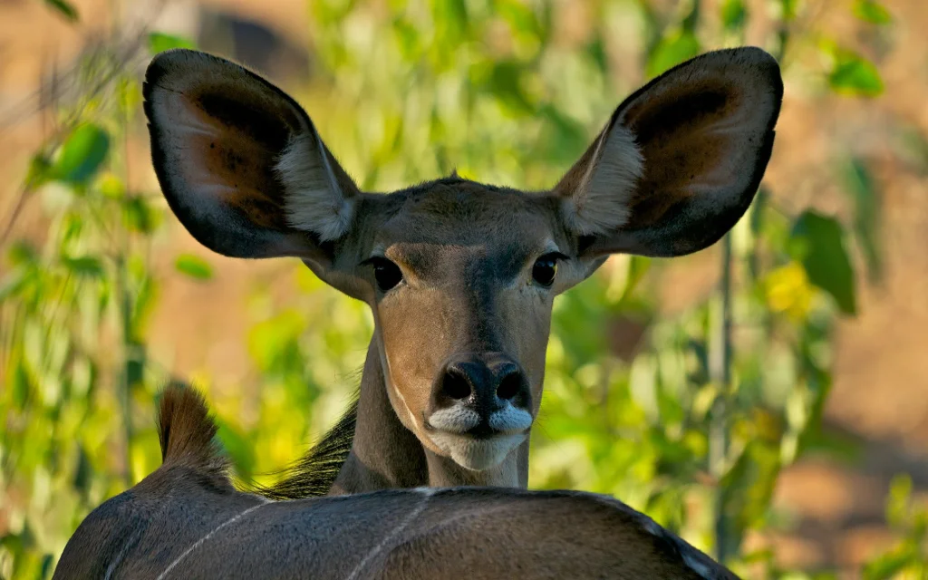 Africa_Photographic_Namibia__84.jpg
