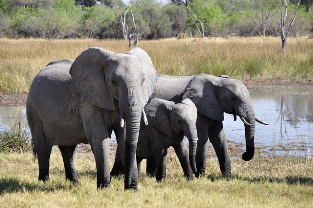 africa_photo_safari-africa_photo_safari