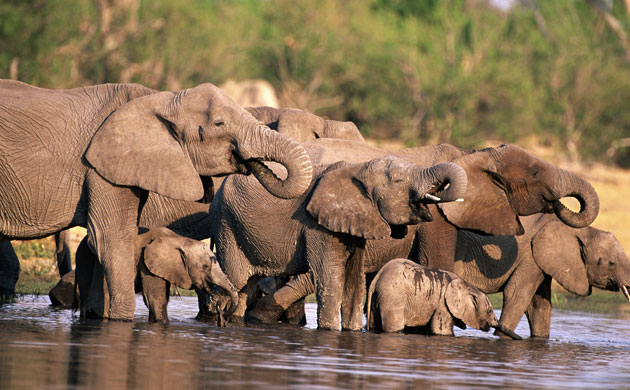 africa_photo_safari-africa_photo_safari
