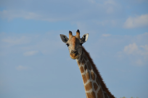 africa_photo_safari-africa_photo_safari-namibia
