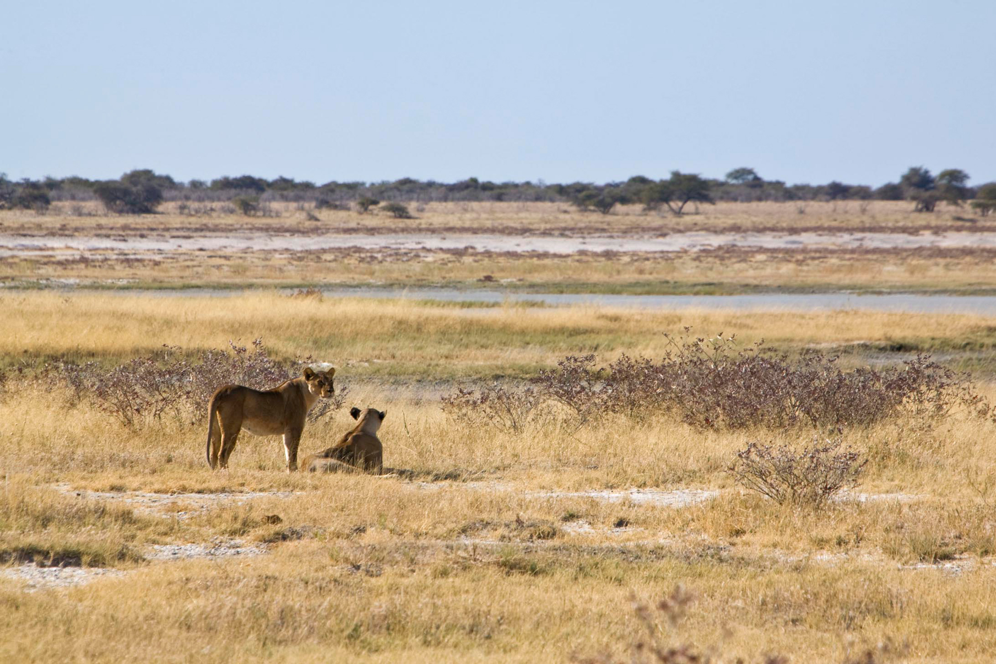 africa_photo_safari-africa_photo_safari-namibia