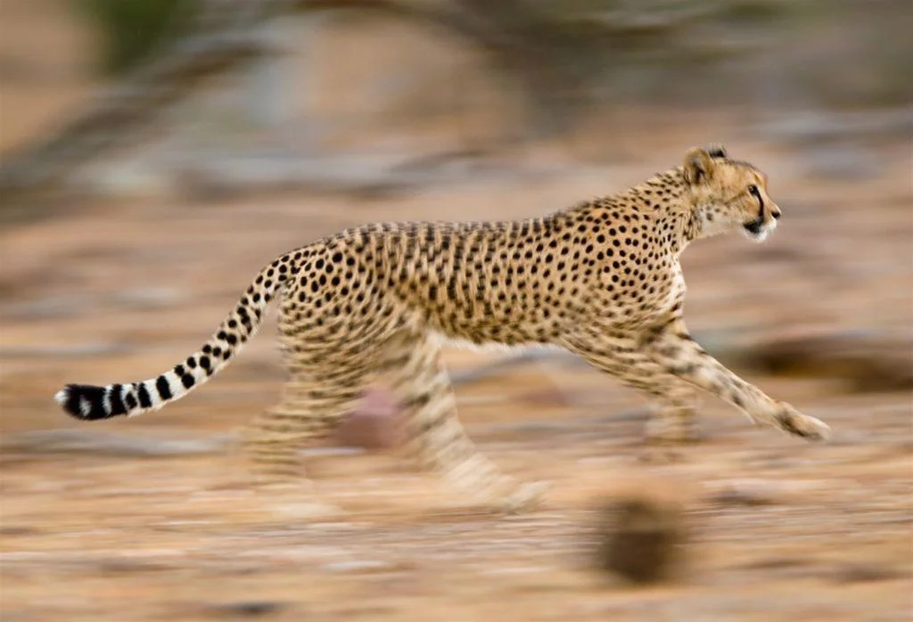 Africa_Photographic_Serengeti__3.jpg