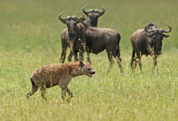 Africa_Photographic_Serengeti__7.jpg
