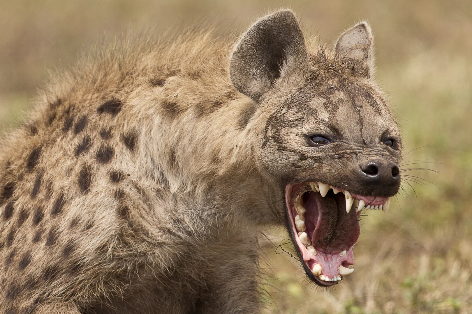 Africa_Photographic_Serengeti__9.jpg