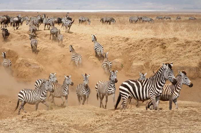 Africa_Photographic_Serengeti__11.jpg