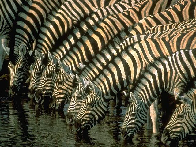 Africa_Photographic_Serengeti__17.jpg